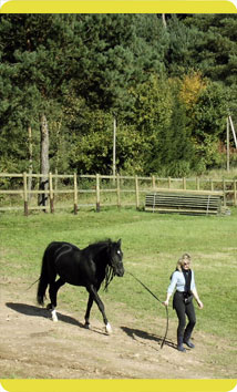 Reha- und Rentnerpferde
